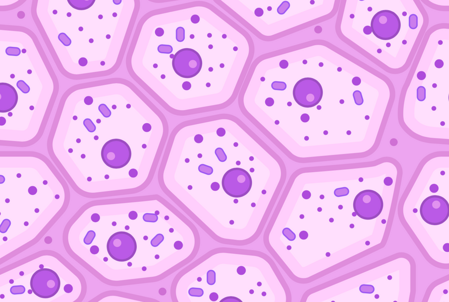 الخلايا الناشفة خلايا خاملة